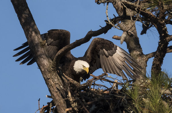Eagle landing at the nest...