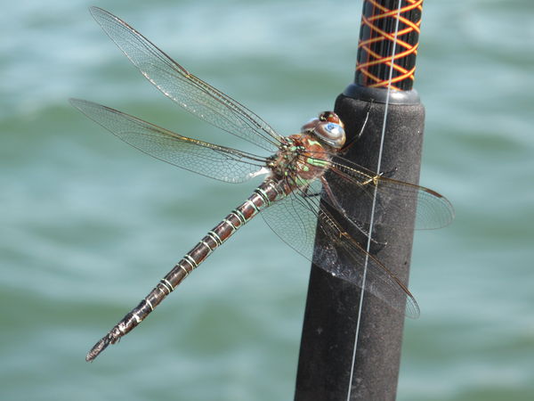 Dragon Fly on my Fishing Pole...