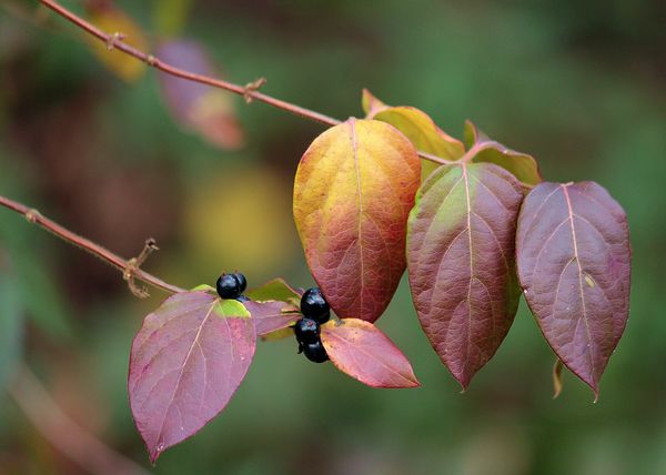 leaves and berries...