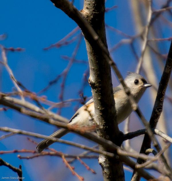 A tufted titmouse acting very territorial...
