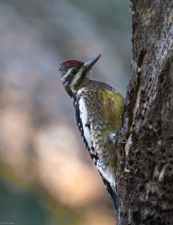 This female yellow-bellied sapsucker love that hol...