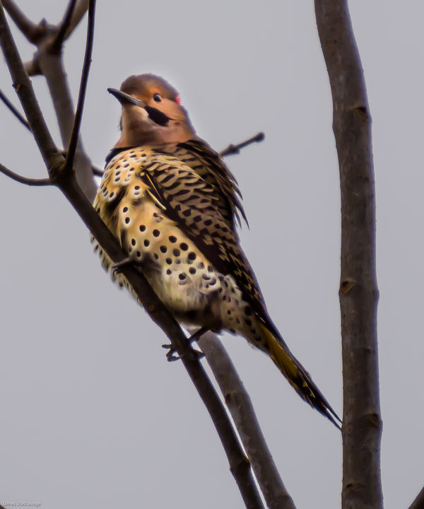This flicker was not very camera friendly...