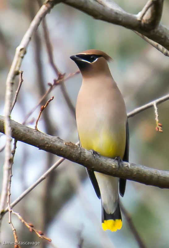 Almost missed the cedar waxwing across the pond...
