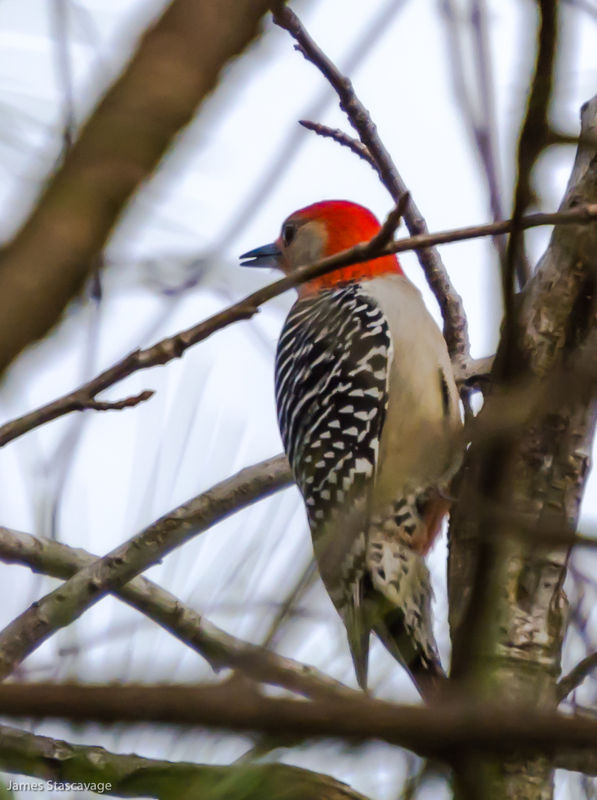 First time I've seen a red bellied woodpecker in t...