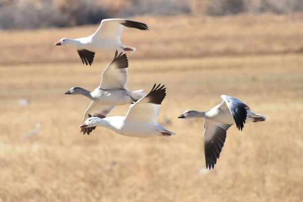 Snow Geese in Flight...
