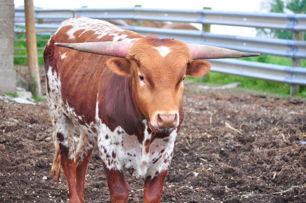 Tango My Brother in Law's baby Longhorn...