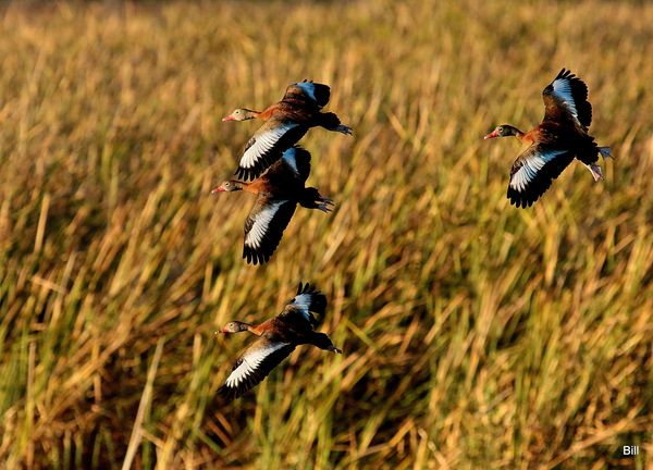 Black bellied whistling ducks canon 100x400...