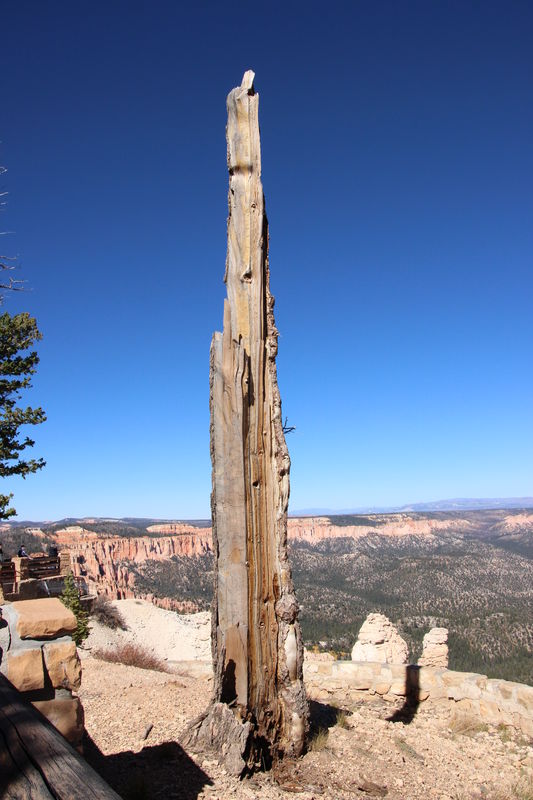 this was at Bryce Canyon focus on the tree (I hope...