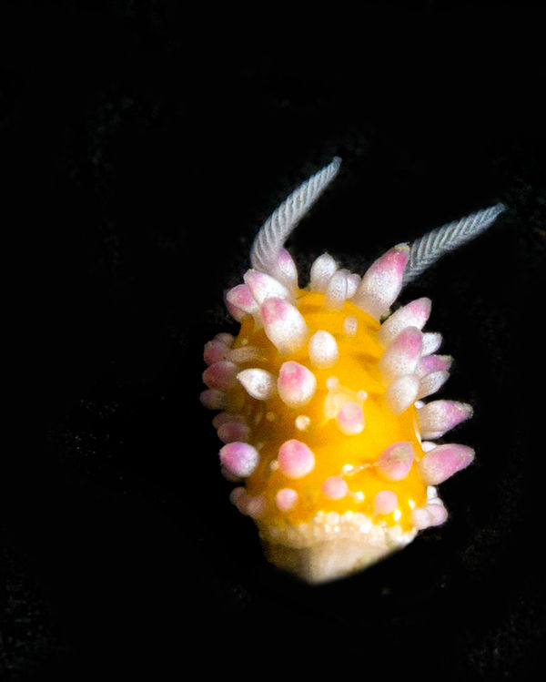 A tiny nudibranch...