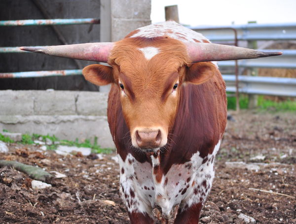 Tango My Brother in Law's baby Longhorn...