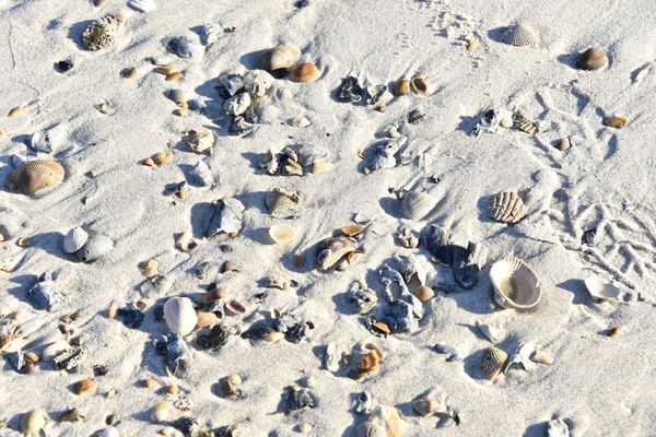 Seashells by the seashore...