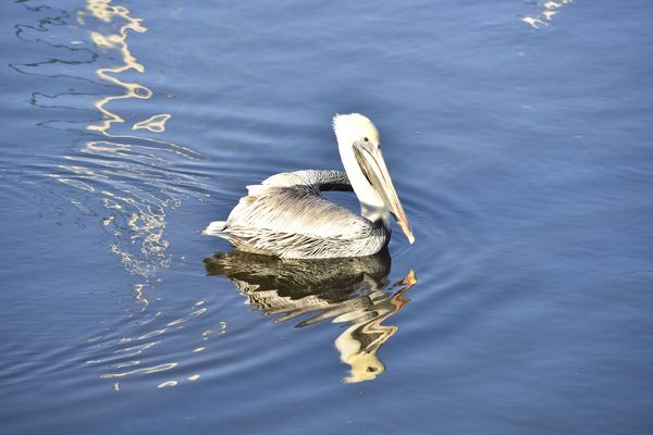 pelican on the swim...