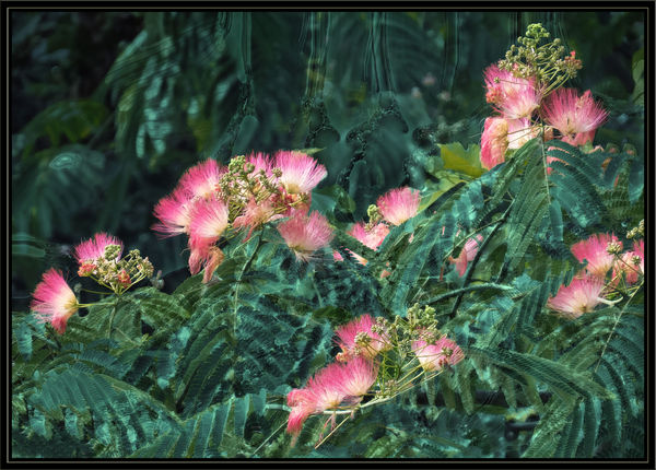 Mimosa Blossoms in a Malachite Rain Forest...