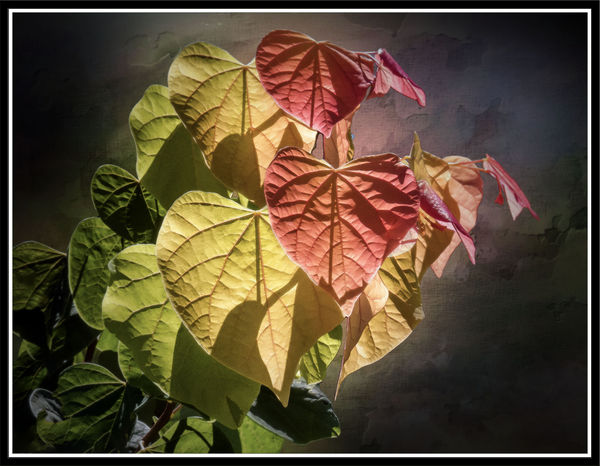 Backlit - Early Fall Colors...
