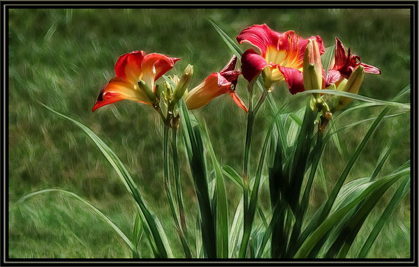 Burnished Day Lilies...