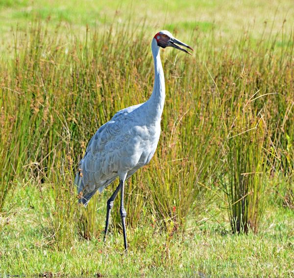 Australian Brolga: D7100/Tamron 150-600mm. The Brolga is a member of ...