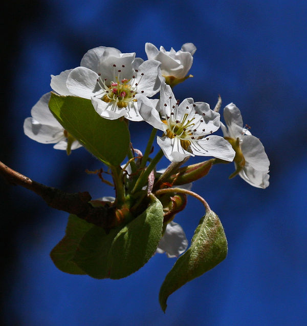 Asian Pear Blossoms...