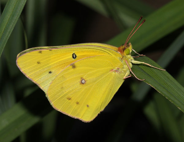 Clouded Sulphur Butterfly...