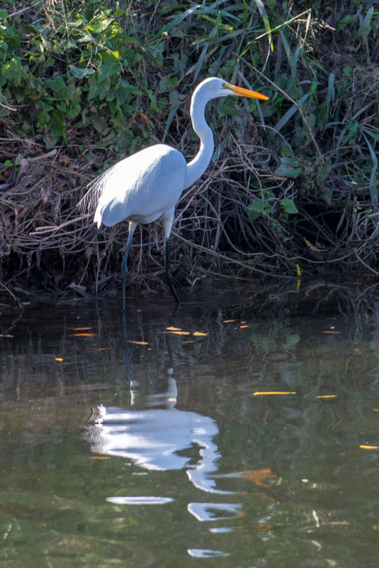 Egret looking for a meal...