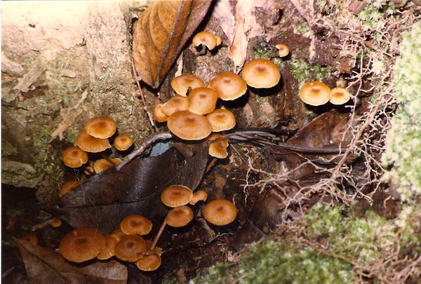 Mushrooms...