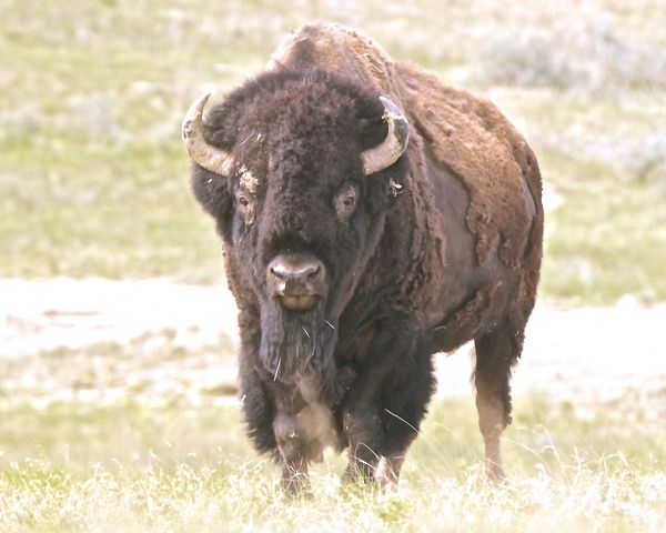 Tatanka/Buffalo from the UUH '14 Badlands Rendezvo...