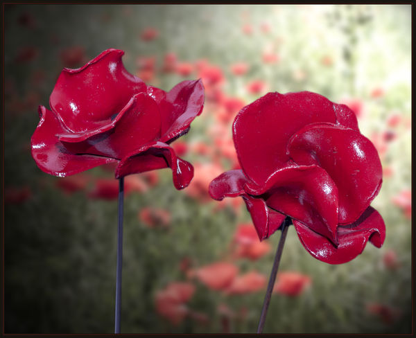 My 2 poppies against a blurred backdrop of my firs...