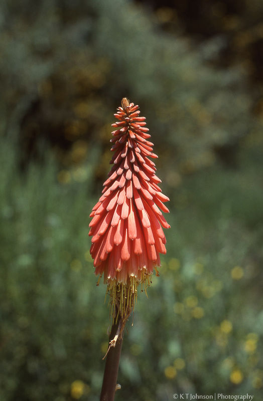 Flower along the California coast, 1977, Minolta X...