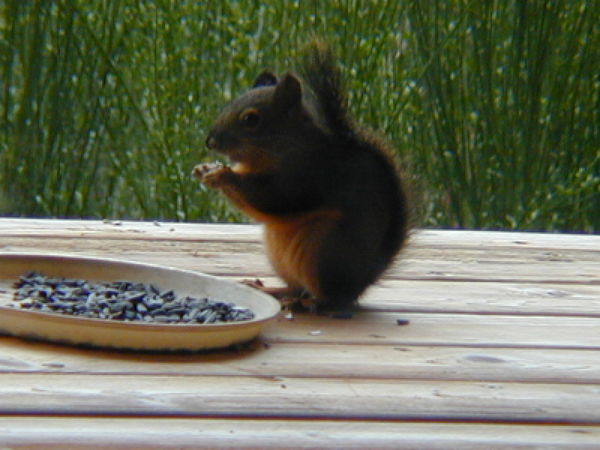 Tiny Tim the Squirrel...