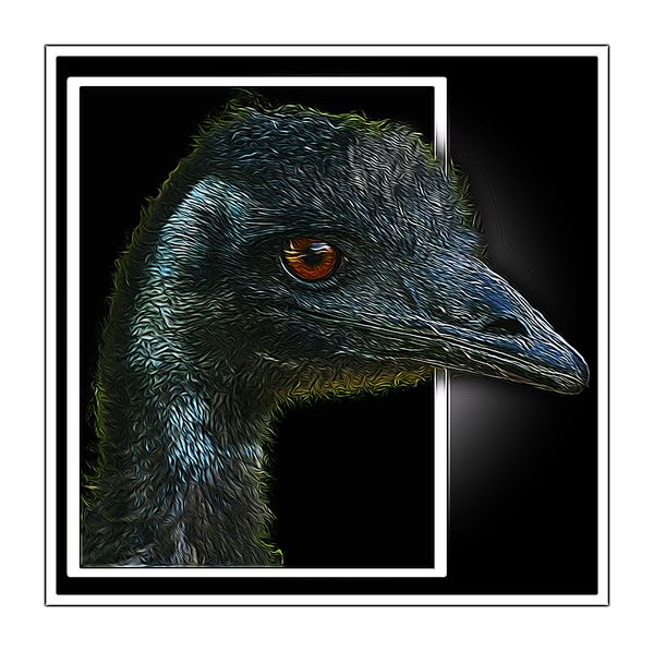 Emu Out of Bounds & Squiggle...
