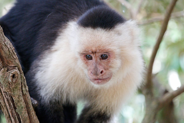 White-Faced Capuchin monkey...