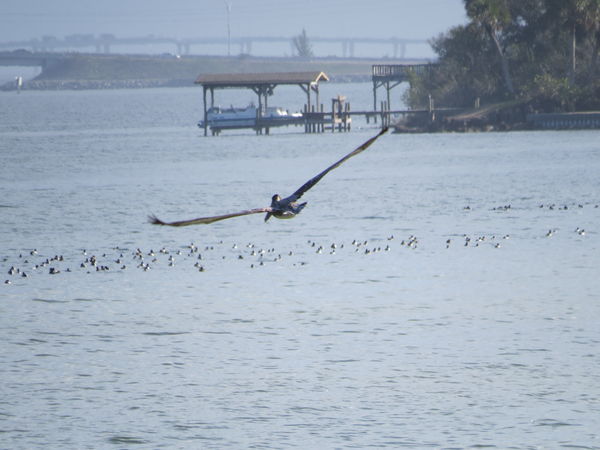Pelican in flight over the Indian River...