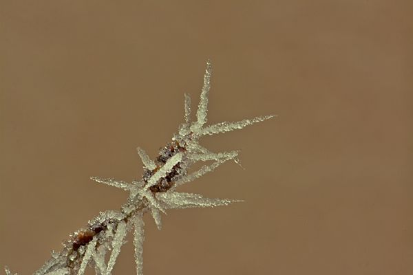 frost on aspen branch...