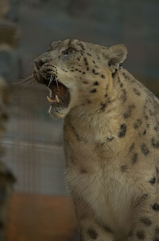 Snow Leopard...