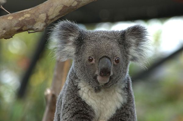 Koala...