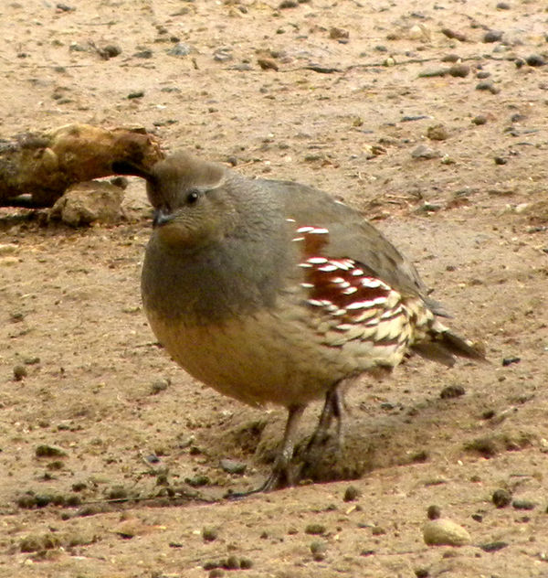 Gambel's quail, female...