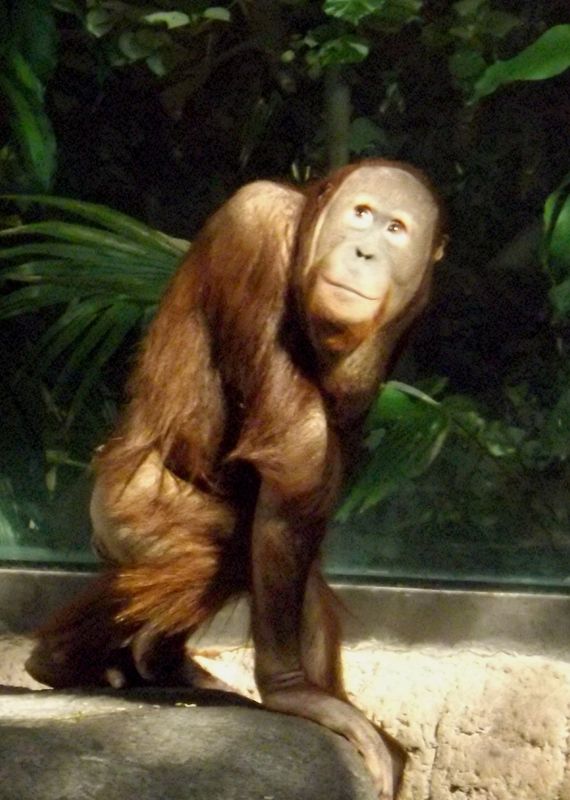 this orangutan seemed to be smiling...