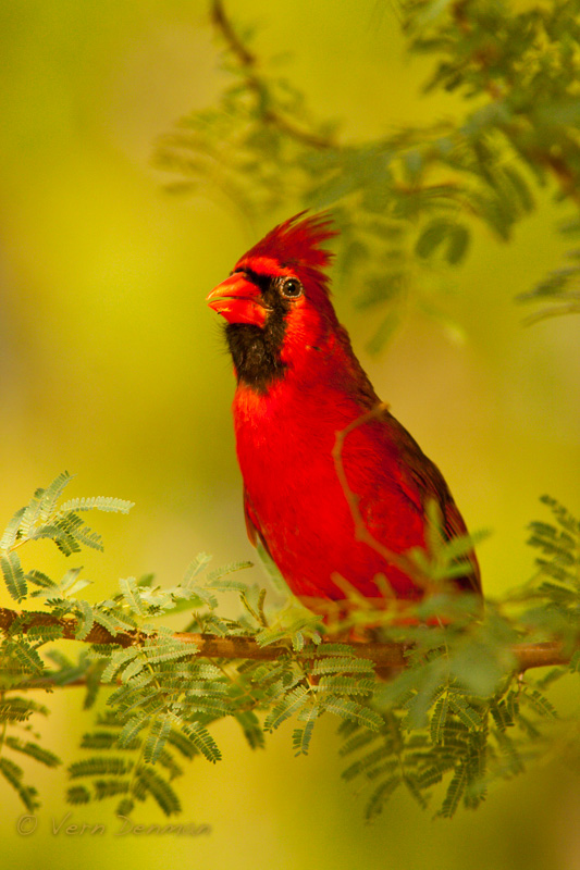 We have cardinals. Lots and lots of cardinals ....