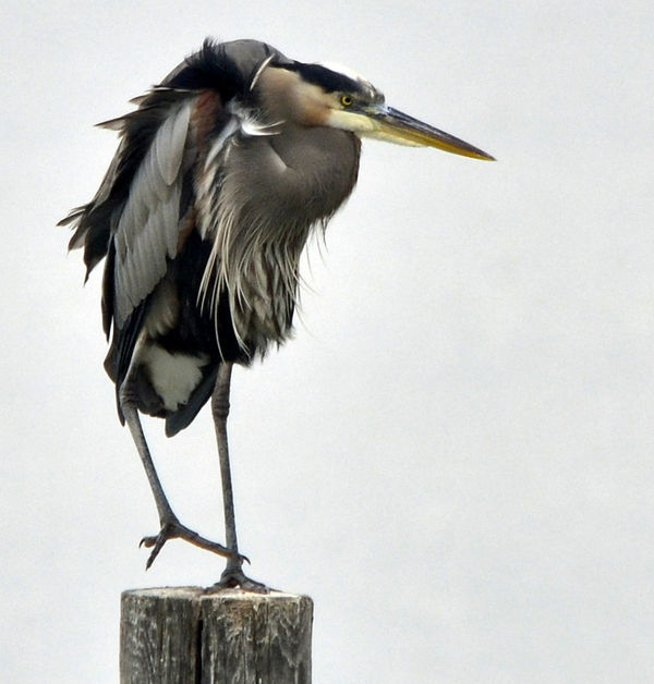 A Heron shot at Fairhope Pier on a very overcast d...