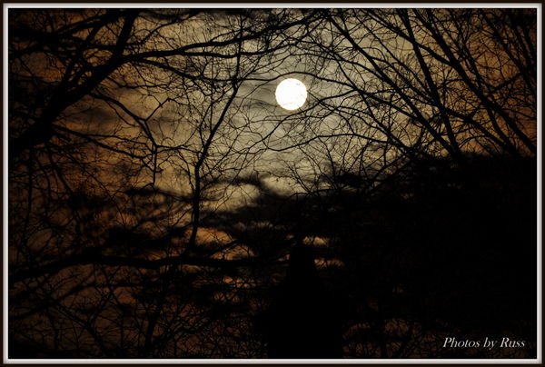 Bright Moon thru barren trees...