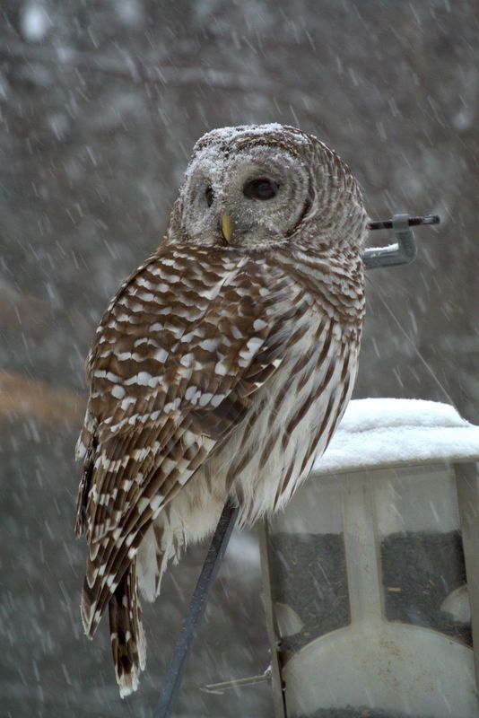 Bard Owl in a Snow Storm...