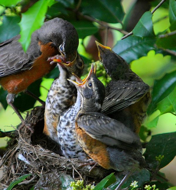 Feeding Baby Robins - Nesting Robin Family: I took these Robin photos ...