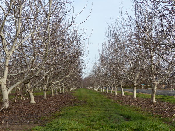 orchards in the Sacramento Valley...