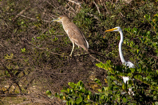 #3 Juvinille Night Heron and Great Egret...