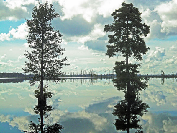 Lake Drummond dismal Swamp NC...