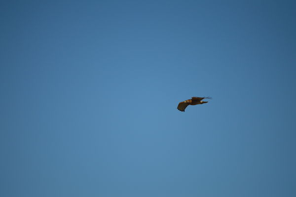 Red-Shouldered Hawk...