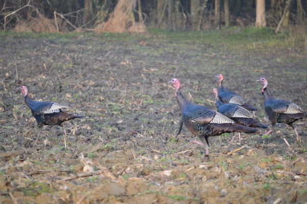 Wild turkeys! The boys look like they are starting...