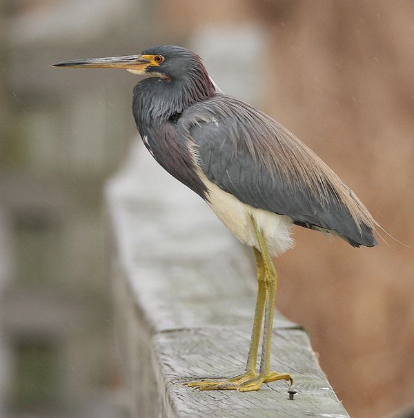 Tri colored Heron (maybe)...