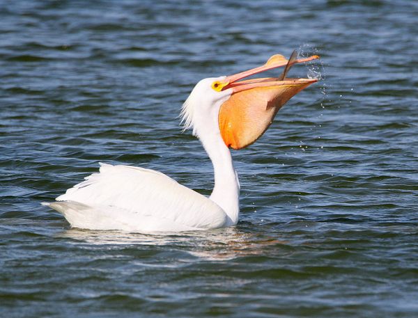 White Pelican with dinner...