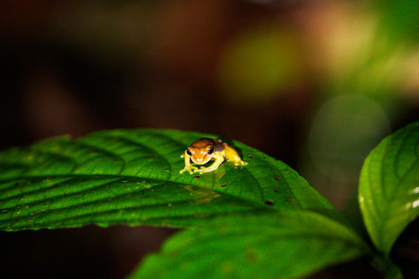 Little frog on a leaf...