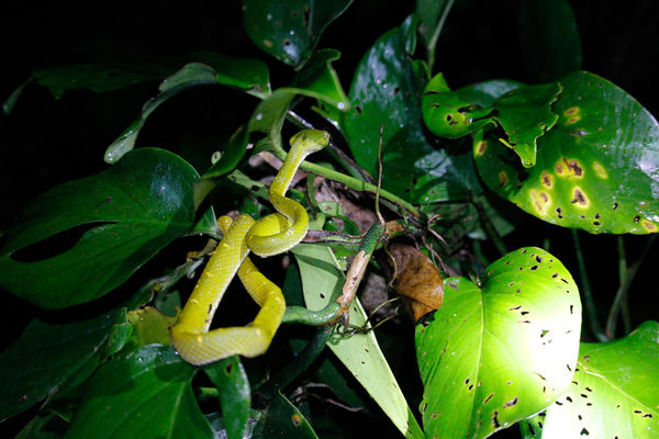 Very poisonous pit viper...